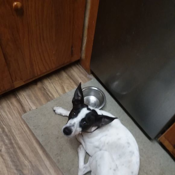 Meet your Posher, Wyatt - Picture 1 of 1